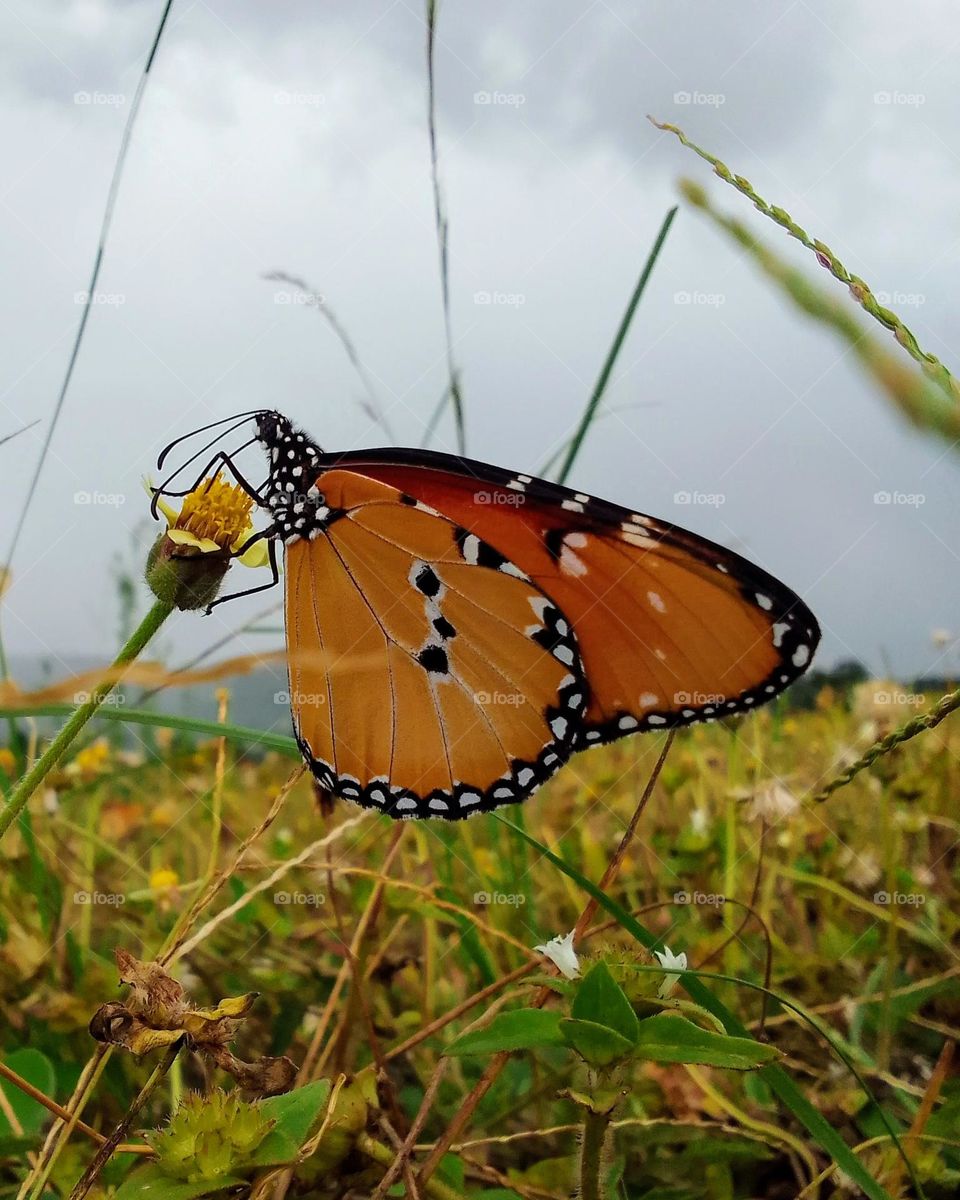 Danaus chrysippus (African monarch)