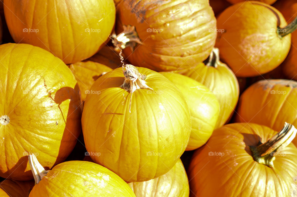 Full frame of pumpkins