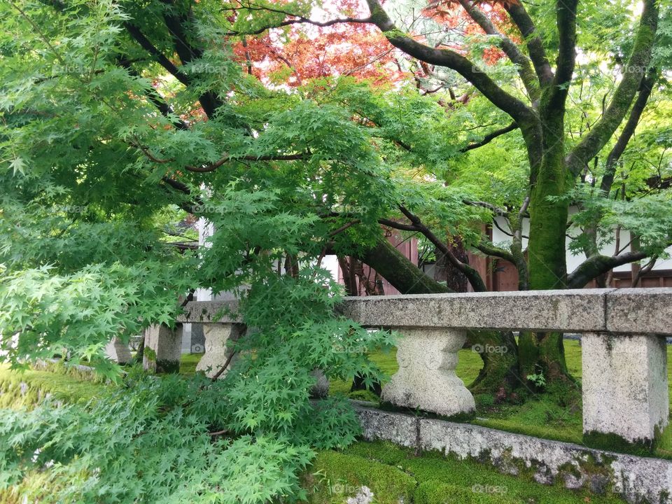 Japanese garden in Kyoto