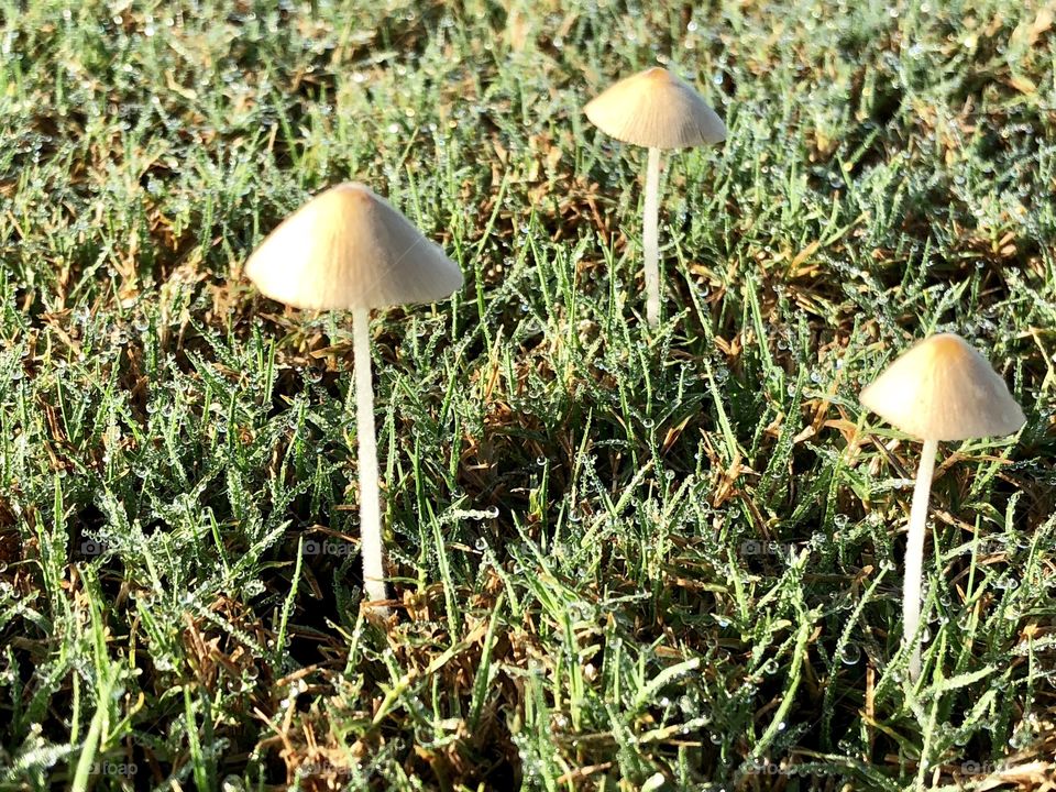 3 Little Mushrooms