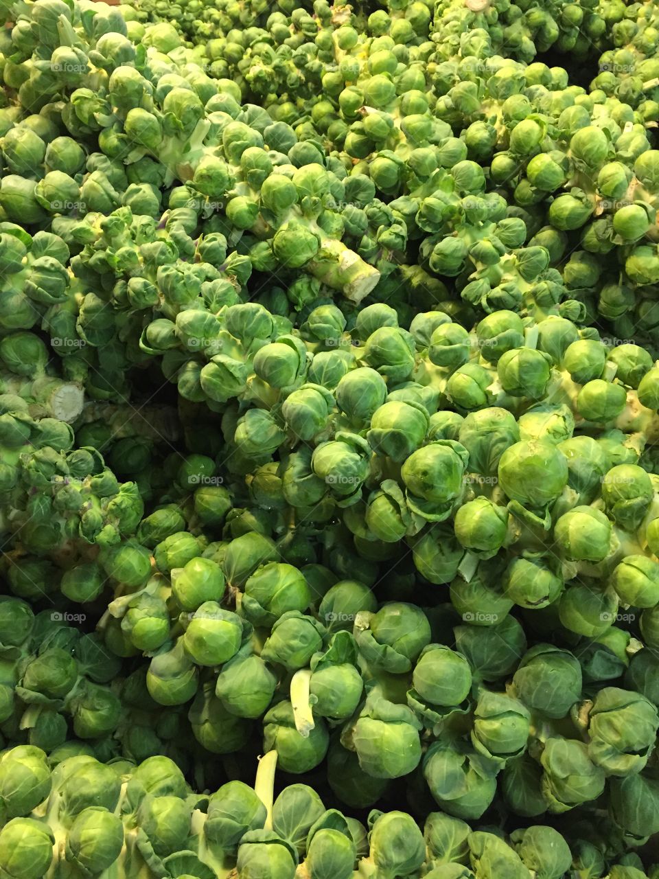 Brussel sprout green. Beautiful bunches of brussels