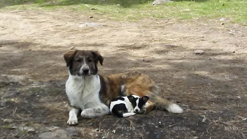 “Man’s Best Friend”