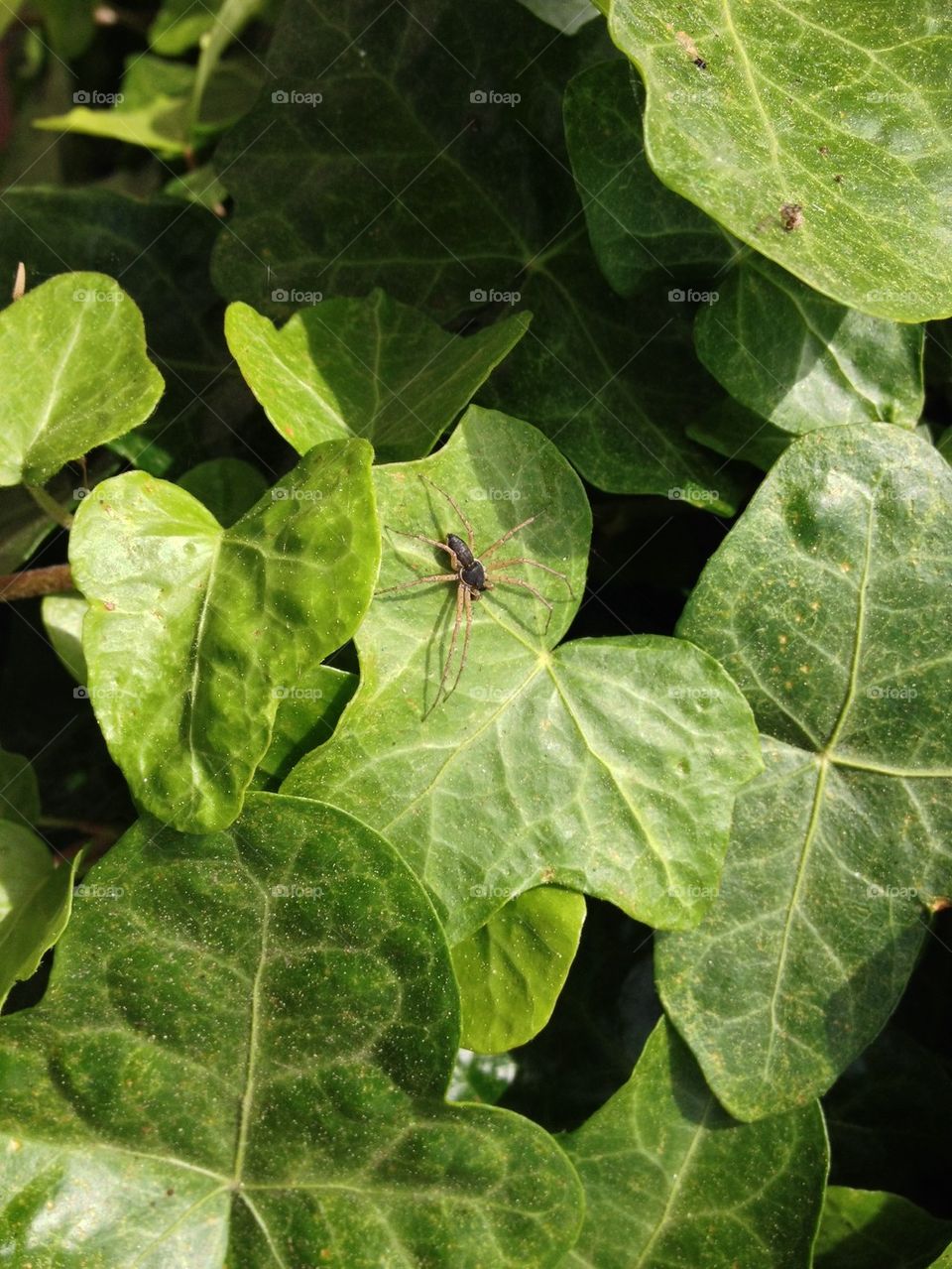 LeaF the spider alone!