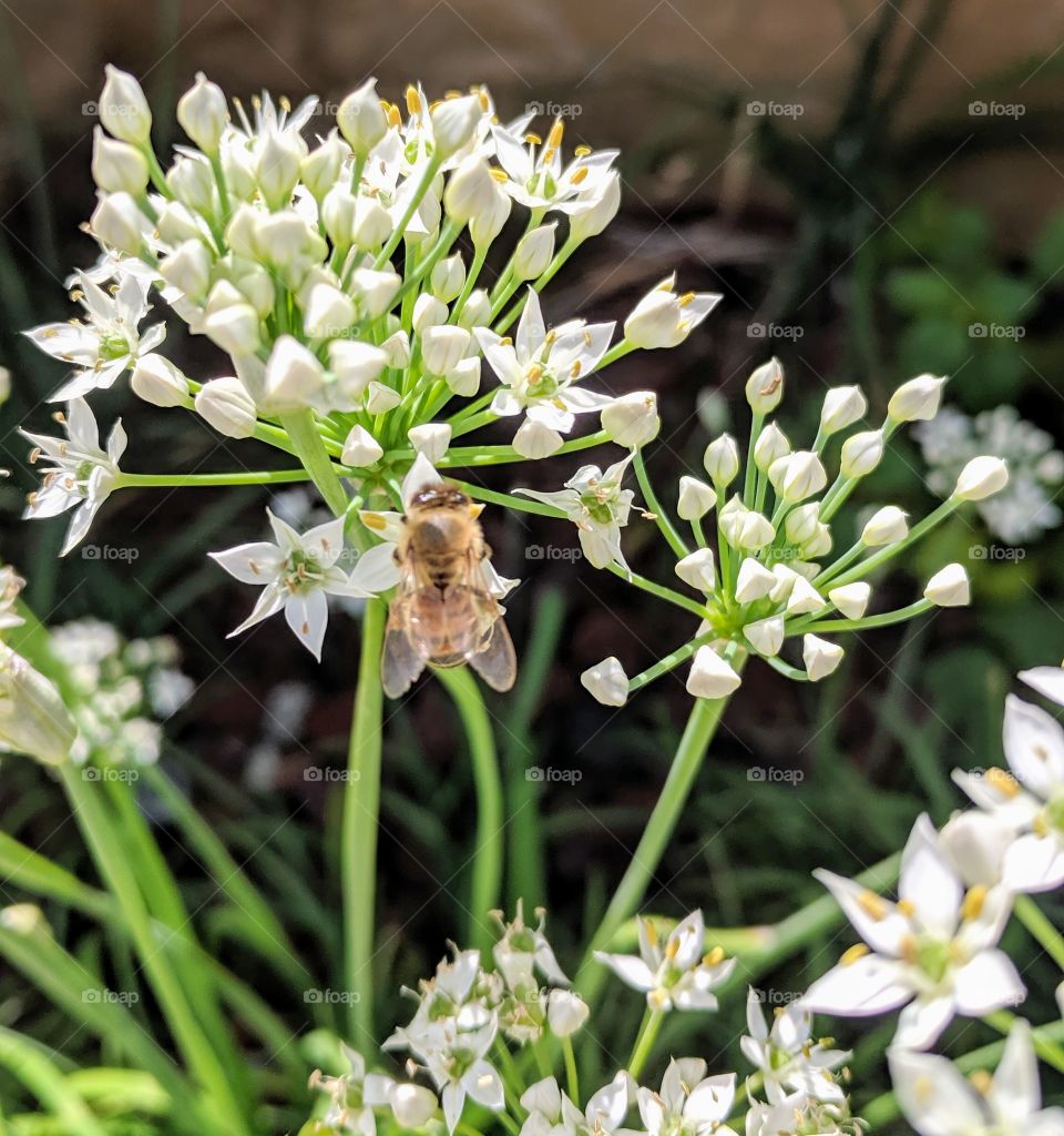 bee on flower