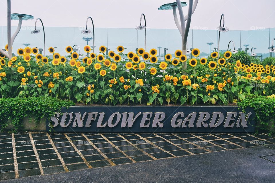 Singapore Airport Sunflower Garden