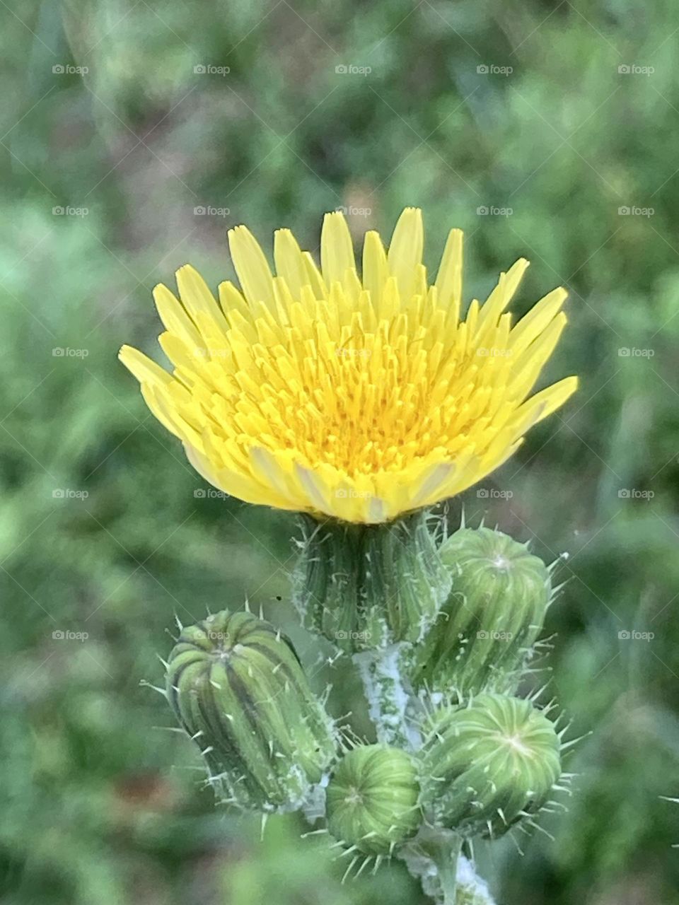 Flor amarela com a forma semelhante a um sol. Flor redondinha com fundo verde em foco suave.