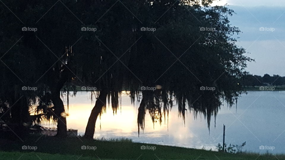 Tree, Water, No Person, Landscape, Reflection