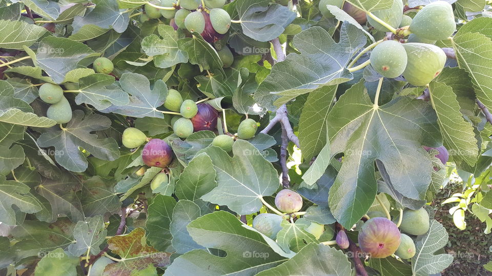 fresh figs on the tree