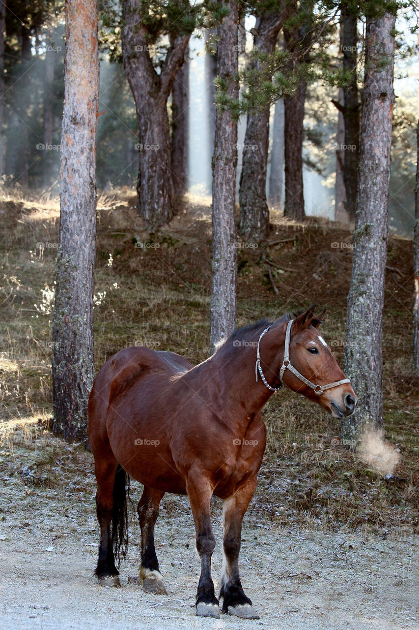 big horse in sunrise forest