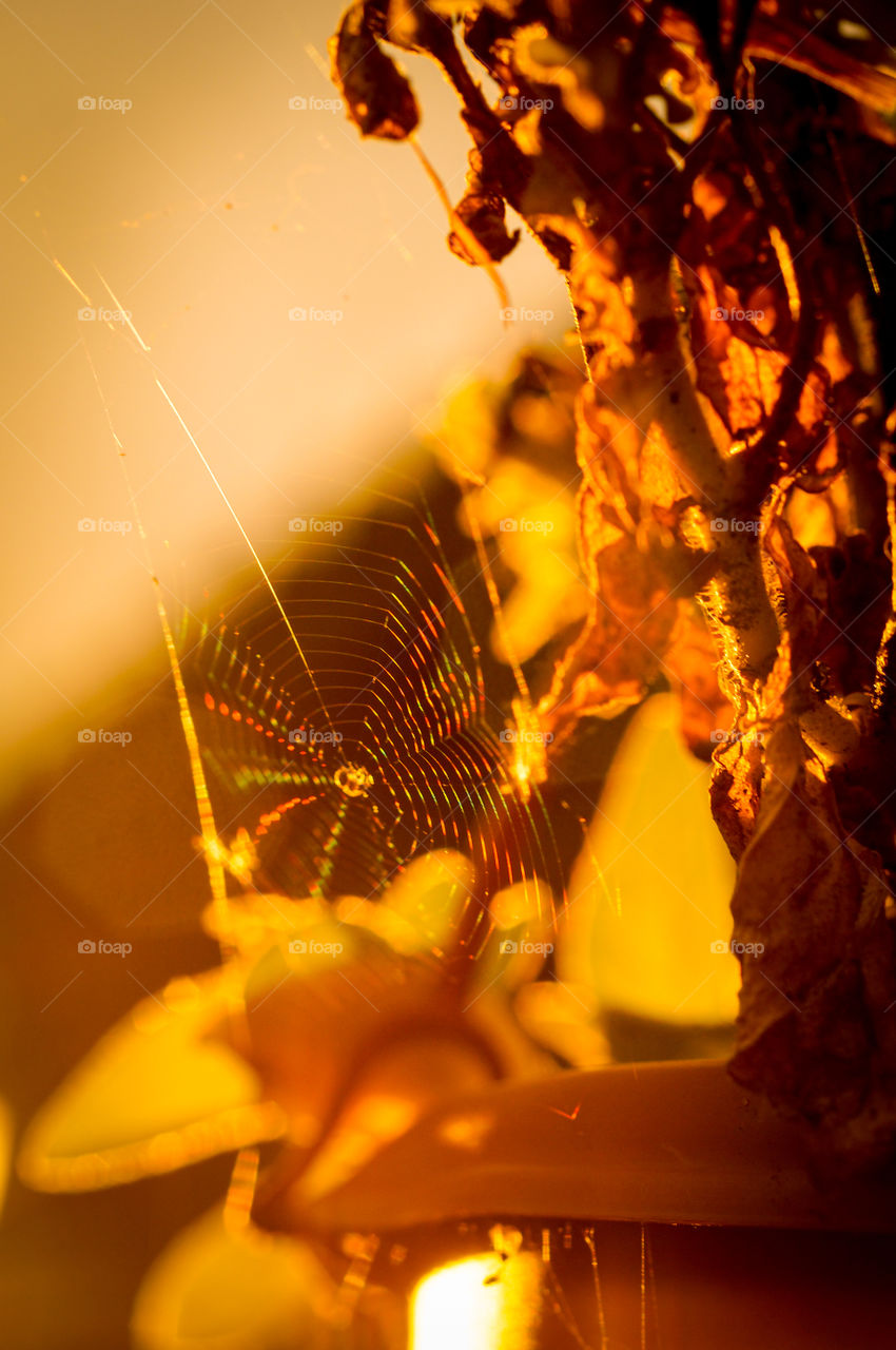 Spider nets in warm sunlight