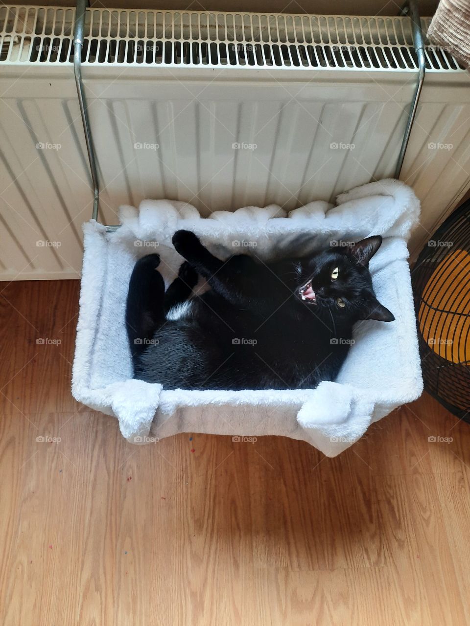 don´t disturb me, human