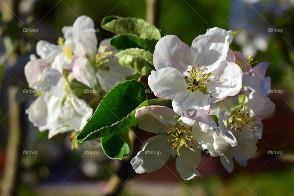 Blooming apple tree branch