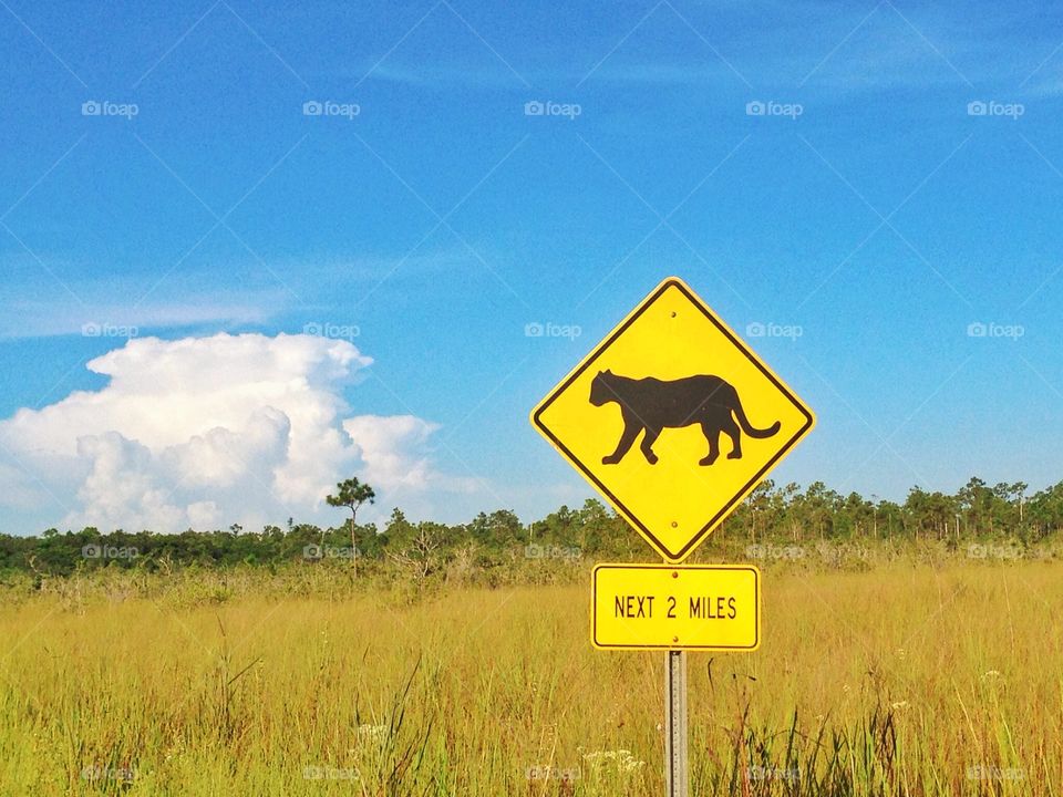 Warning of wild animal. Warning of wild animal in the middle of the everglades park,Florida,USA 