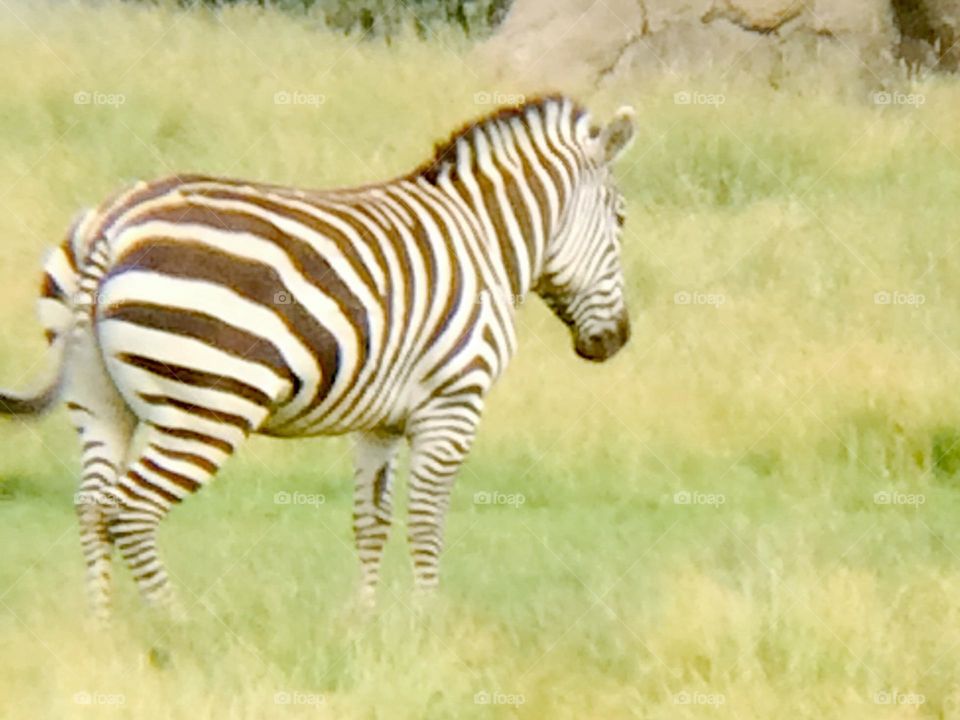 Zoo Zebra