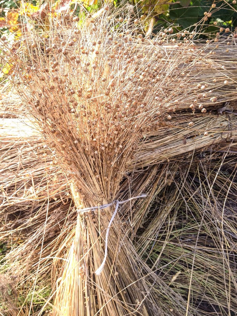 Bundle of flax ( linum)
