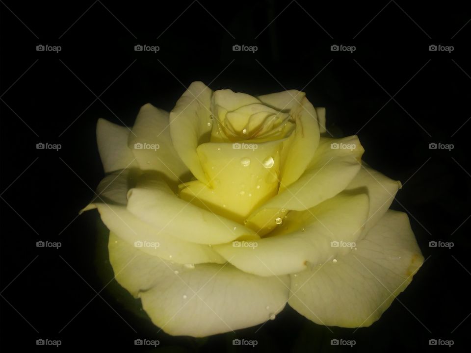 Dewy Dawn Rose Bloom