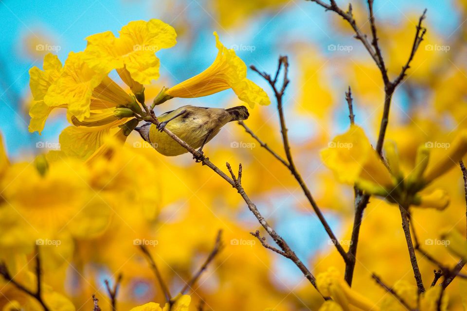 lovely bird and yellow flowers