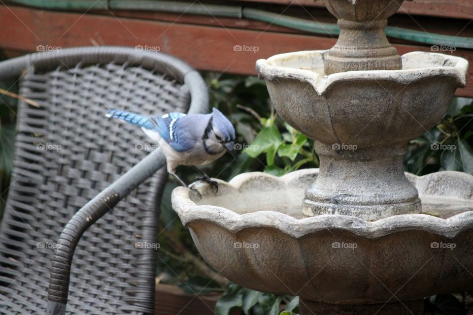 Mr. Blue Jay 