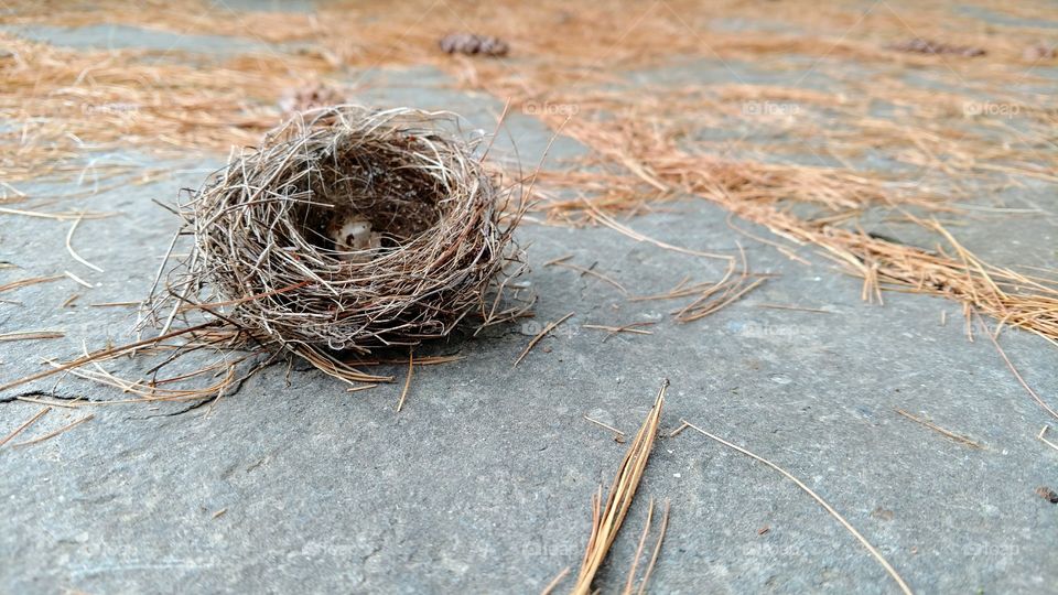 I came upon this nest on the path during my walk this morning