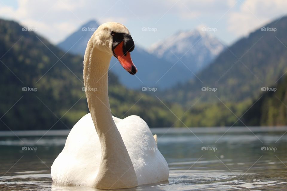 Swan 🤗