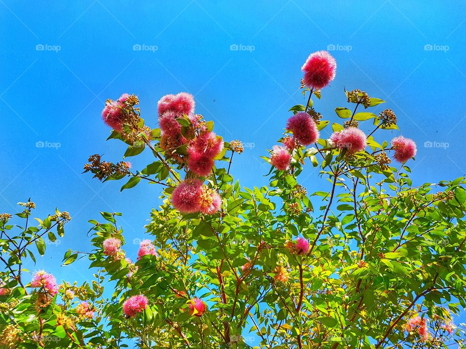 luscious lilly pilly bloom