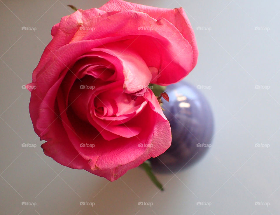 Pink rose in a vase close up