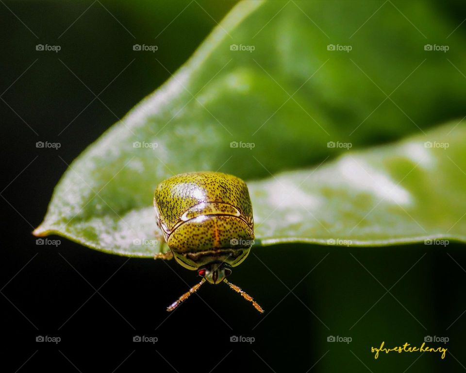 fat beetle on a leaf