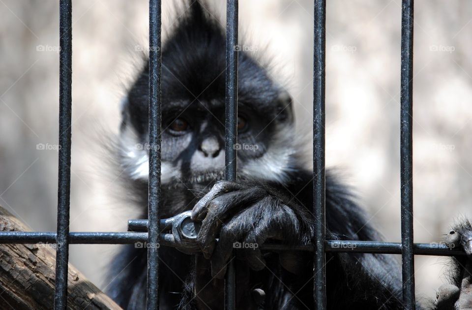 A punk rock monkey in the Kansas City Zoo.