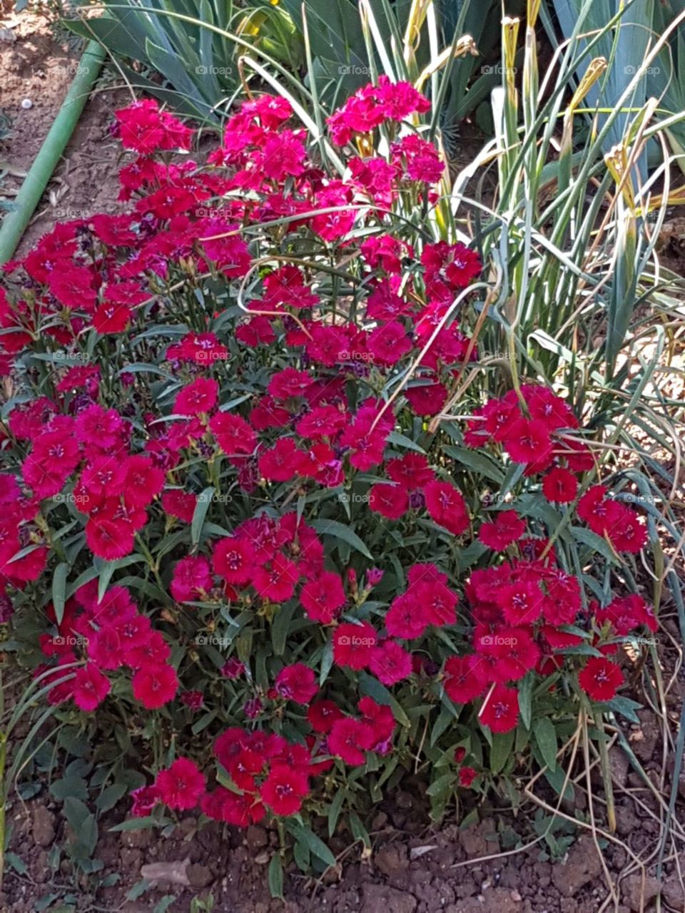 flores rojas
