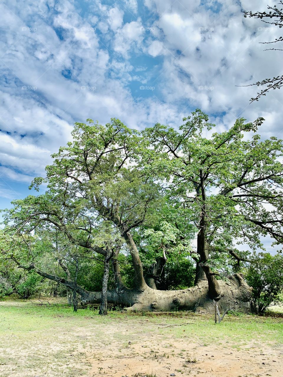 A far view of the giant baobab tree growing horizontally after falling. The tree is old but still alive.