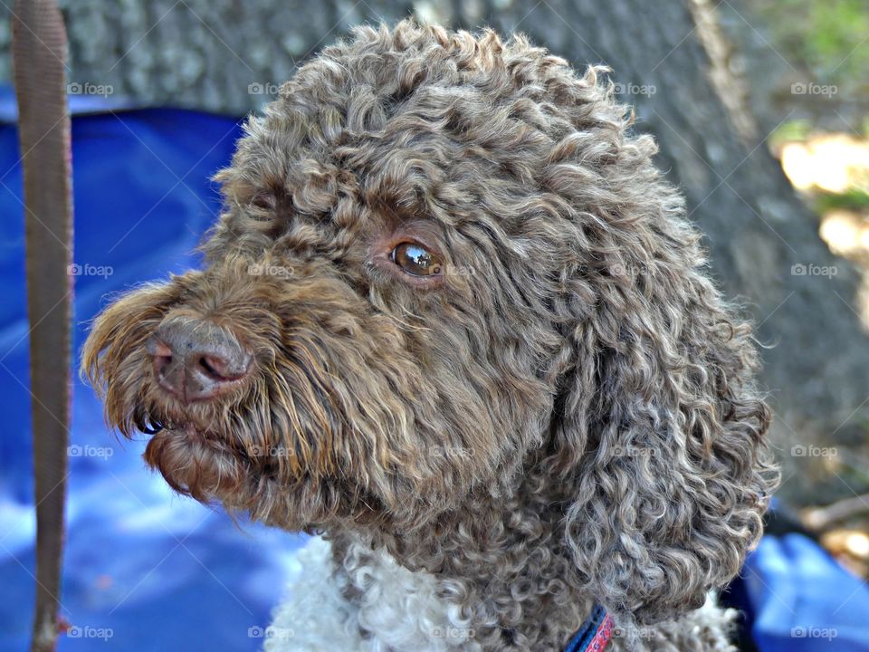 

Dogs of the USA - Foap Missions - Dogs are the canine companions who have shared our lives for millennia. “I’m really smiling” 