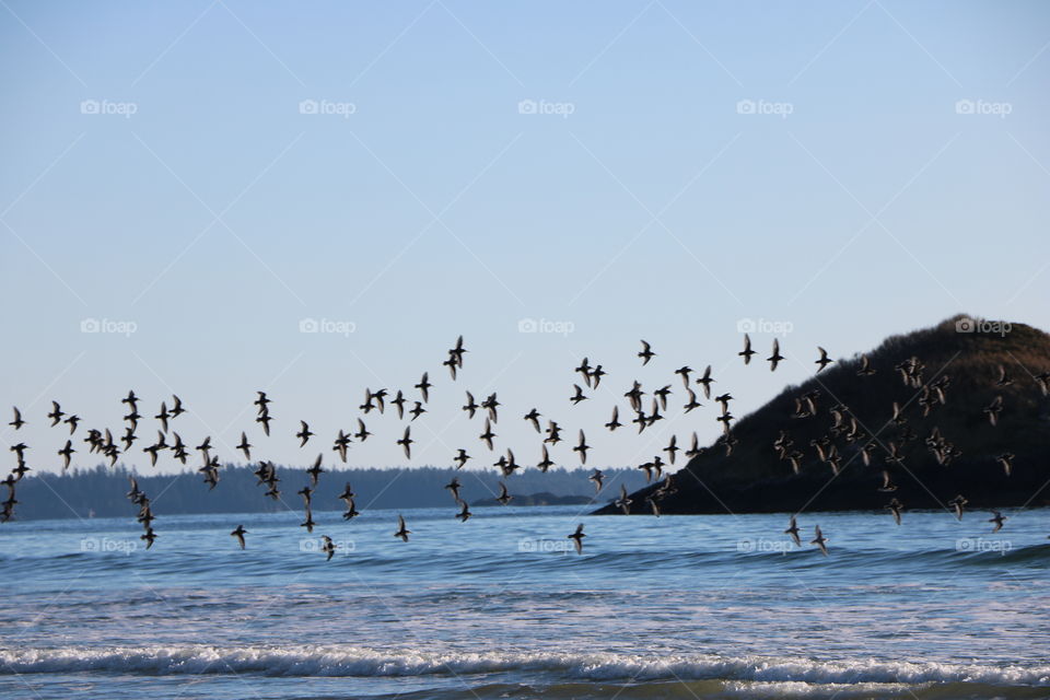 Flock of birds flying above the shore of the blue Pacific , freedom in the air
