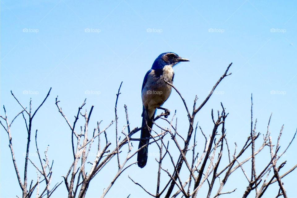 Scrub Jay 