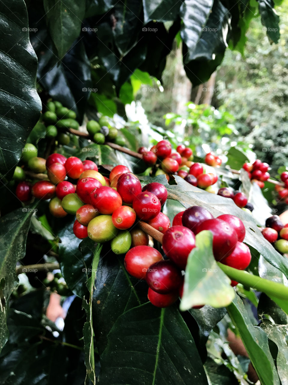 This is call Cherry even they are coffee tree and the red one will become coffee bean soon.
