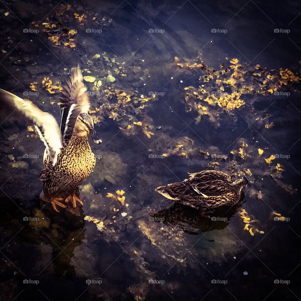 Ducks