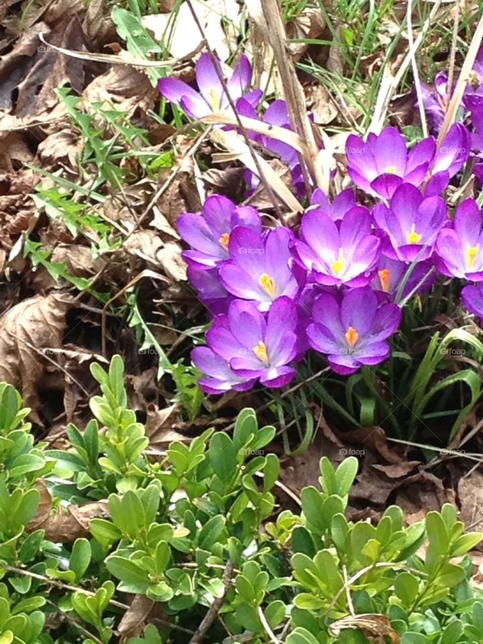 Purple flowers blooming outdoors