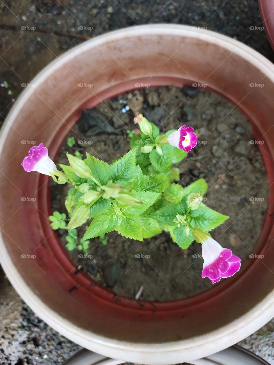 Pot📷👁️
Pink Beauty 🌺🌺🌺🌺
Wishbone Flower
Natural Beauty