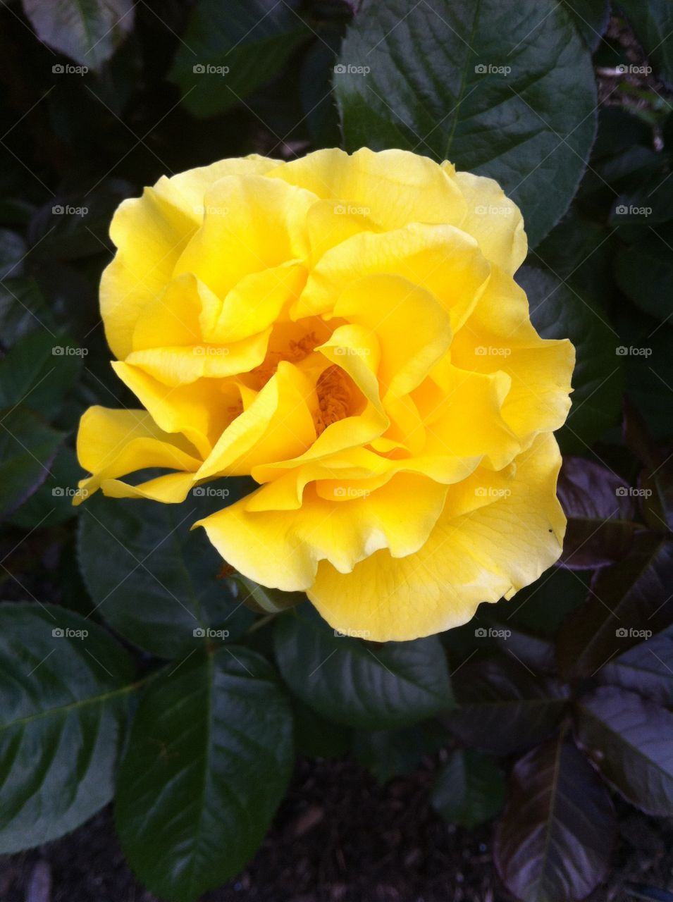 Yellow Rose close up