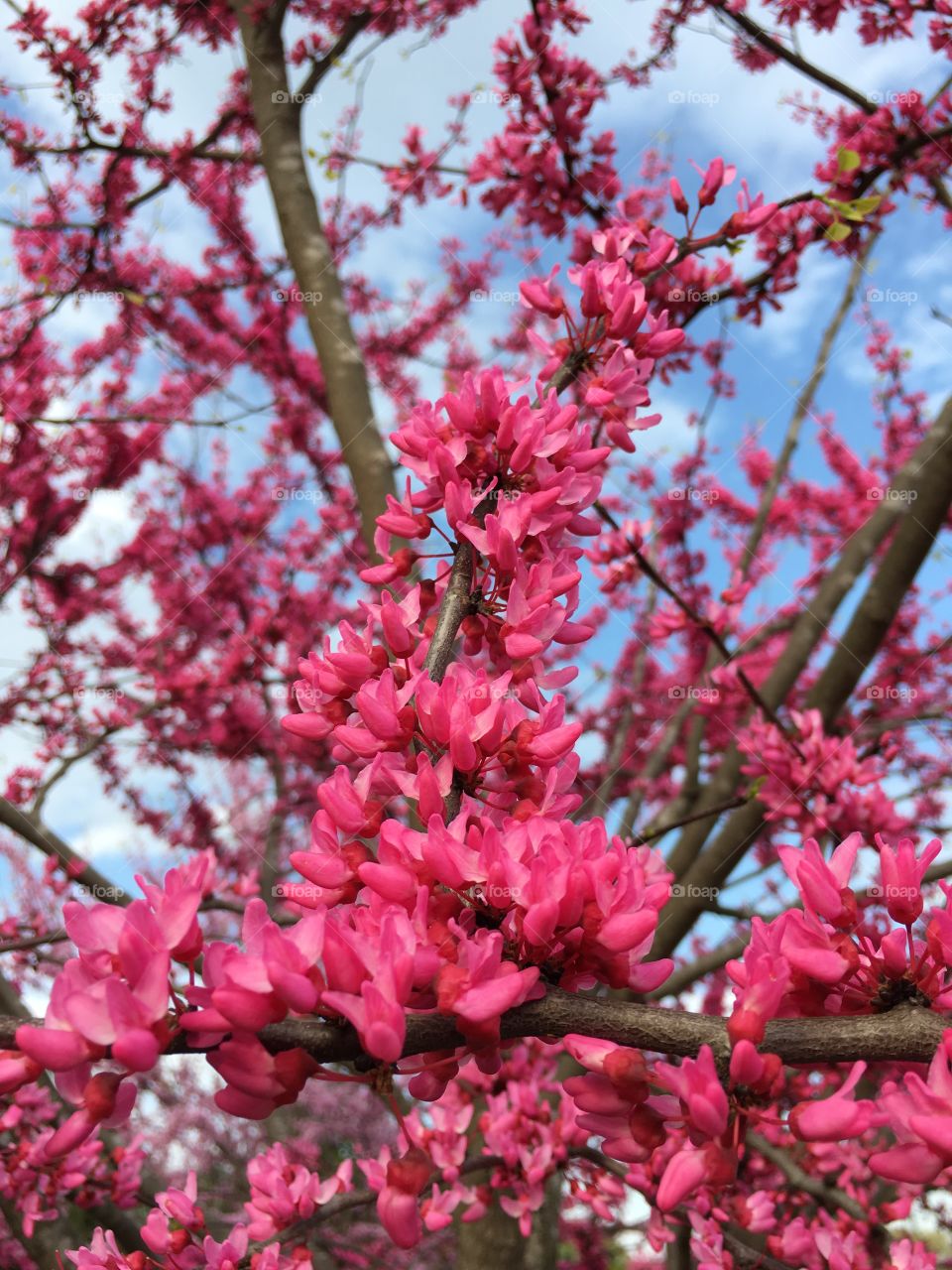 American Redbud