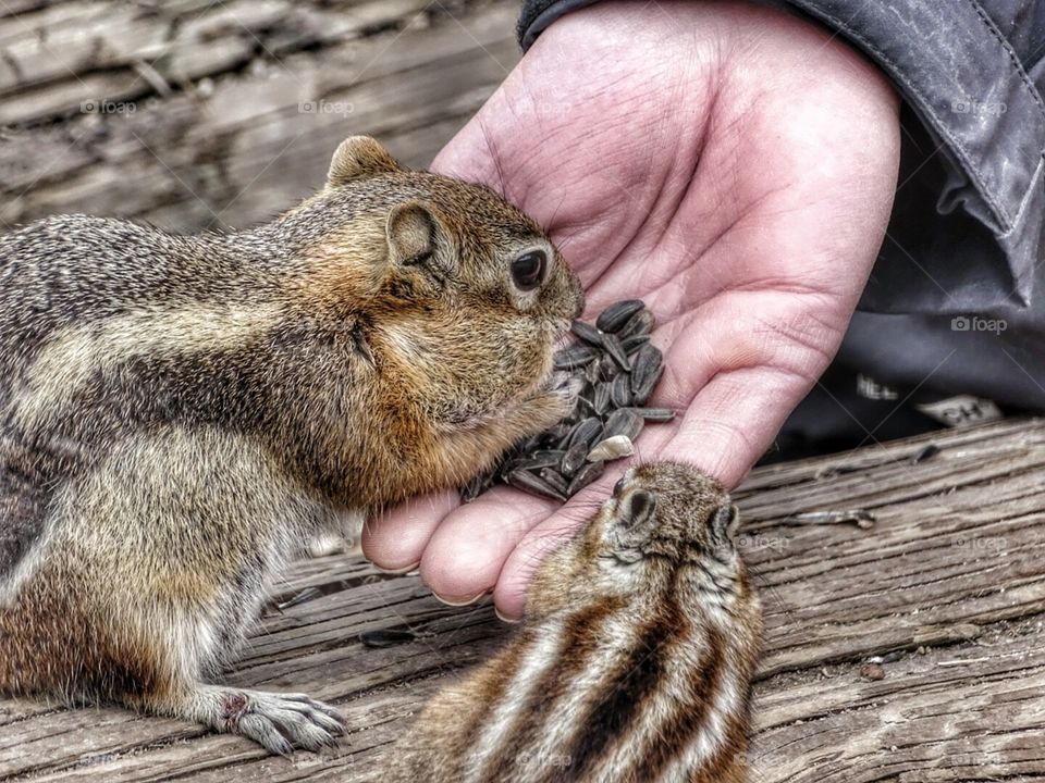 Hungry Pine  Squirrel. feeding a pine squirrel