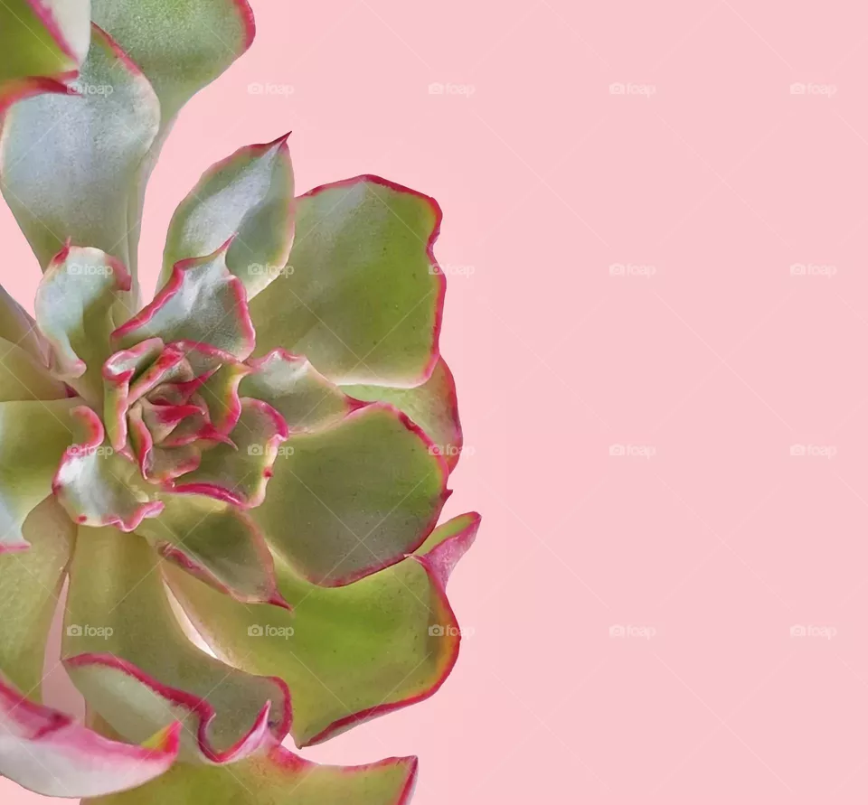 Backgrounds, copy space, succulent against pink background 
