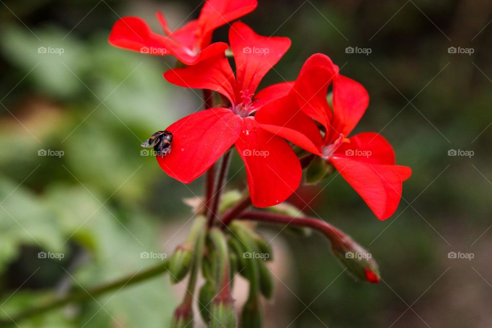 Close up of red geranium flowers starting to bloom