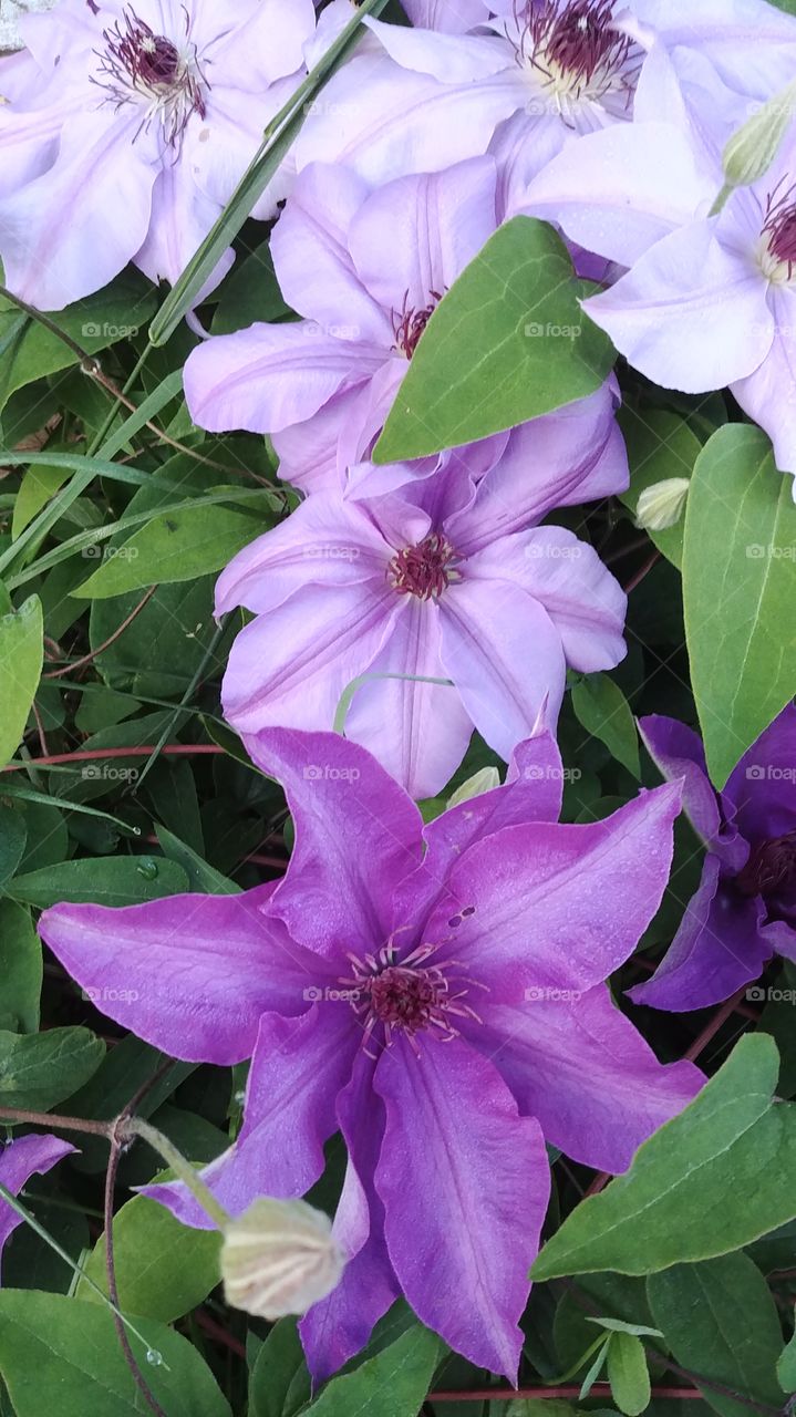 A mix of light and dark purple clematis flowers