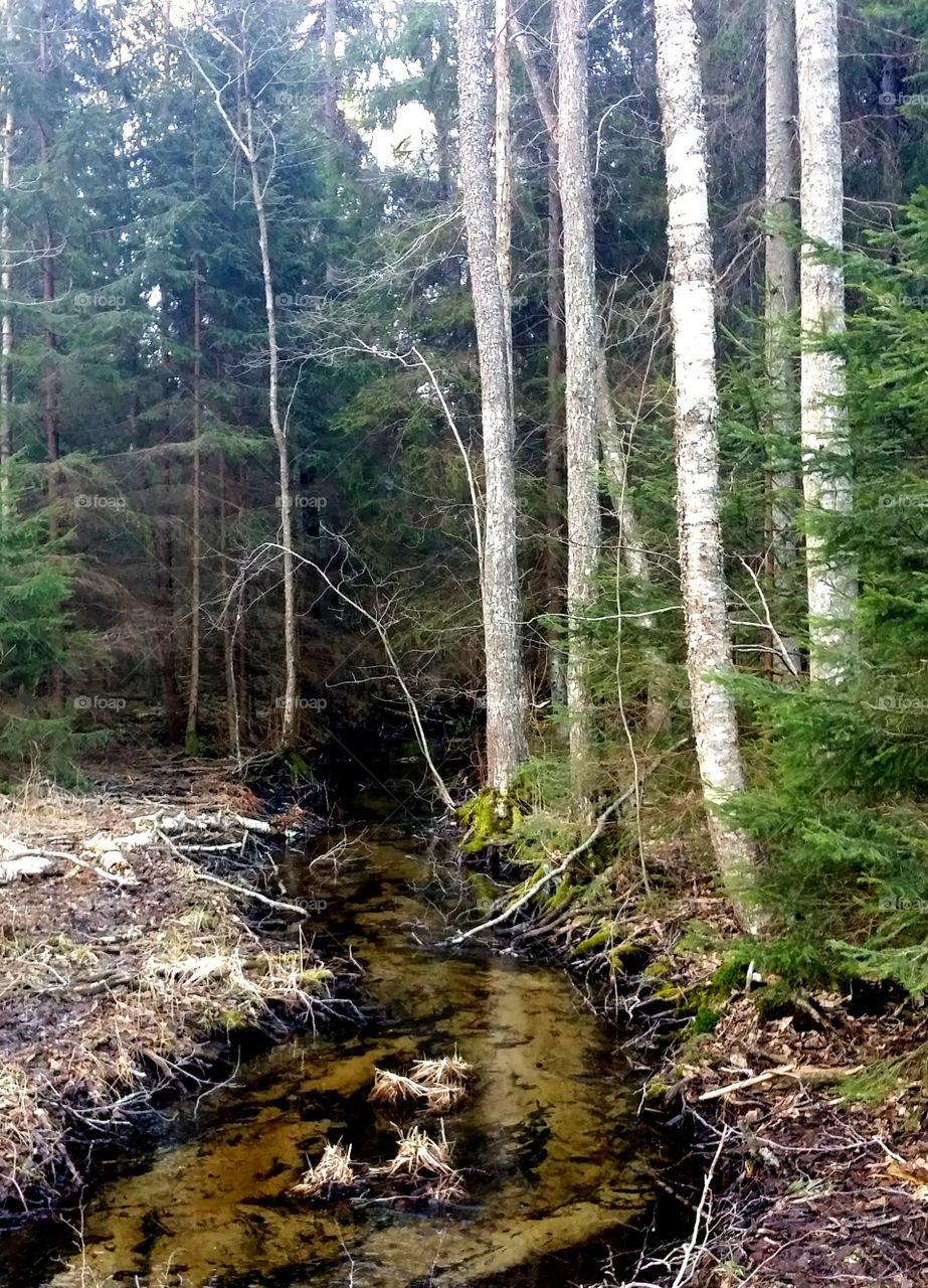 A stream. A stream in the forest 