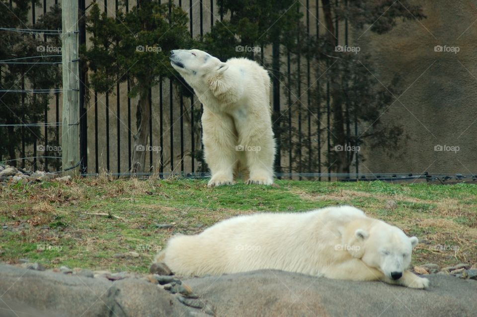Polar Bears. Polar bears at the zoo 