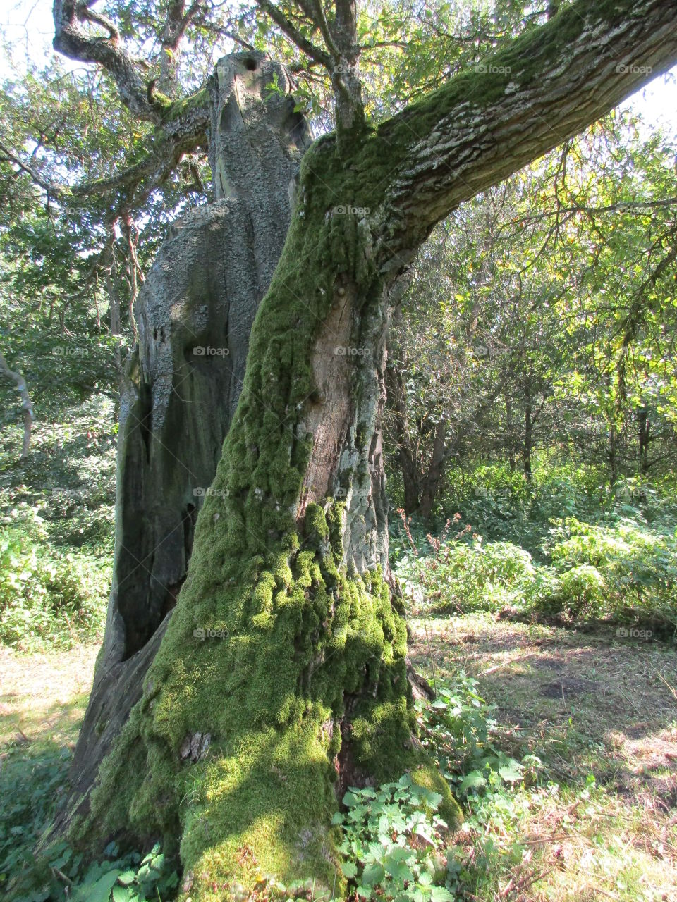 An old tree with Moss on beautiful sunlight