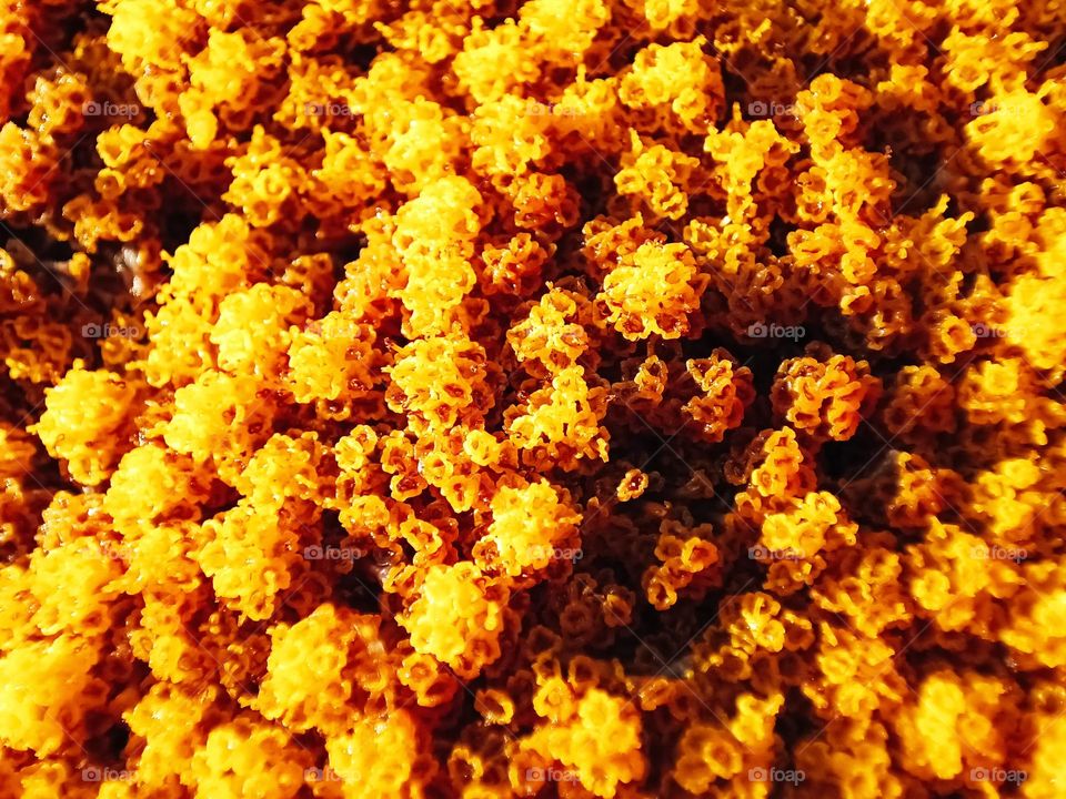 Close-up of the blossoms of a yellow yarrow