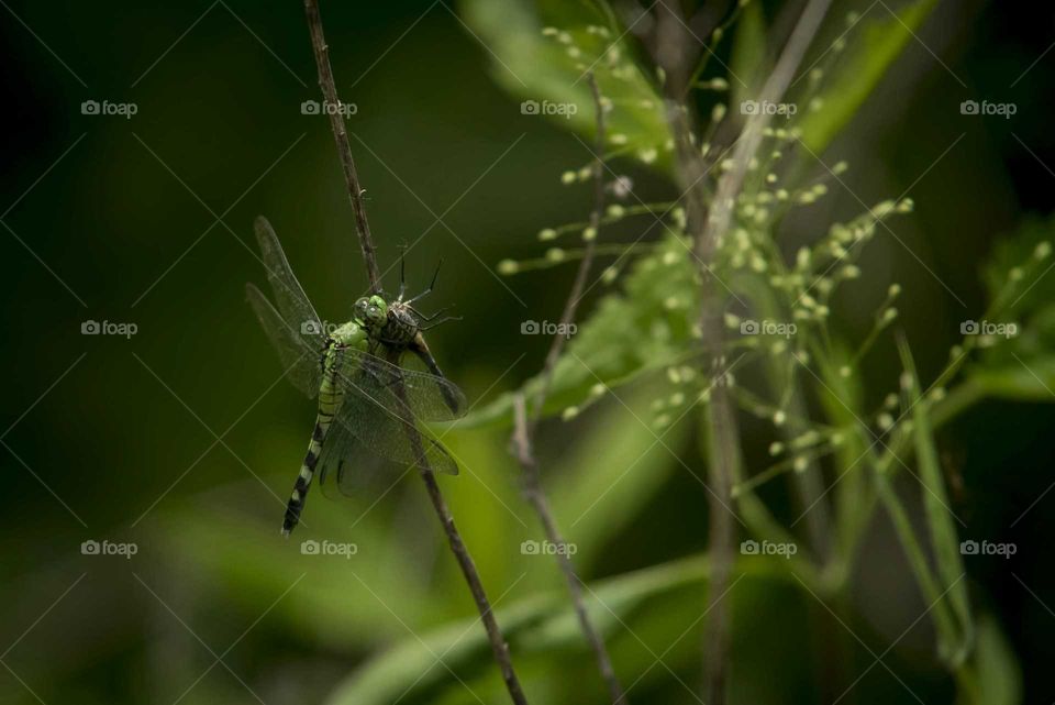Close up of Green dragonfly