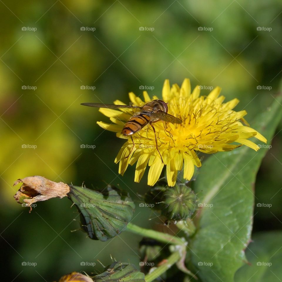 Hoverfly on dandelion flower 