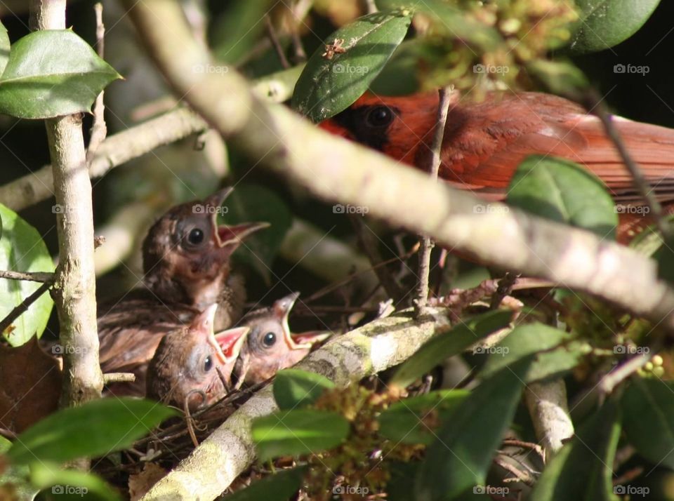 Mealtimes for Cardinal Family